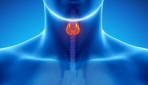3D animated x-ray image of person's Thyroid gland