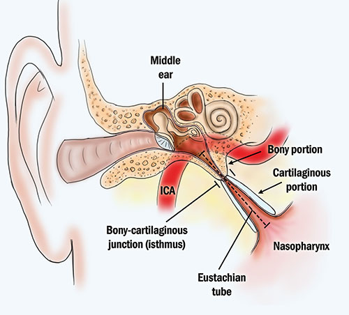 Diagram of person's inner ear