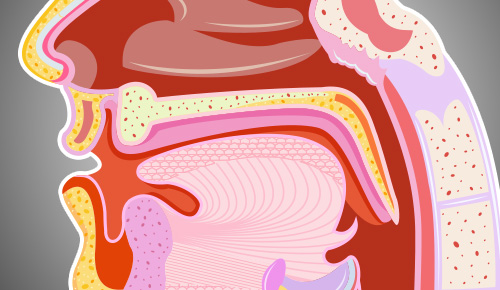 Animated image and diagram of person's throat