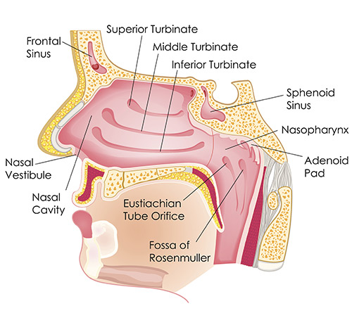 Diagram of person's nose